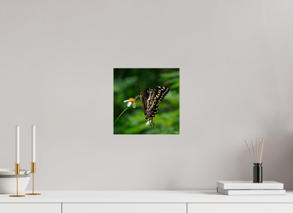 10 x 10″, Metal "Wildflower Landing" - Black Swallowtail