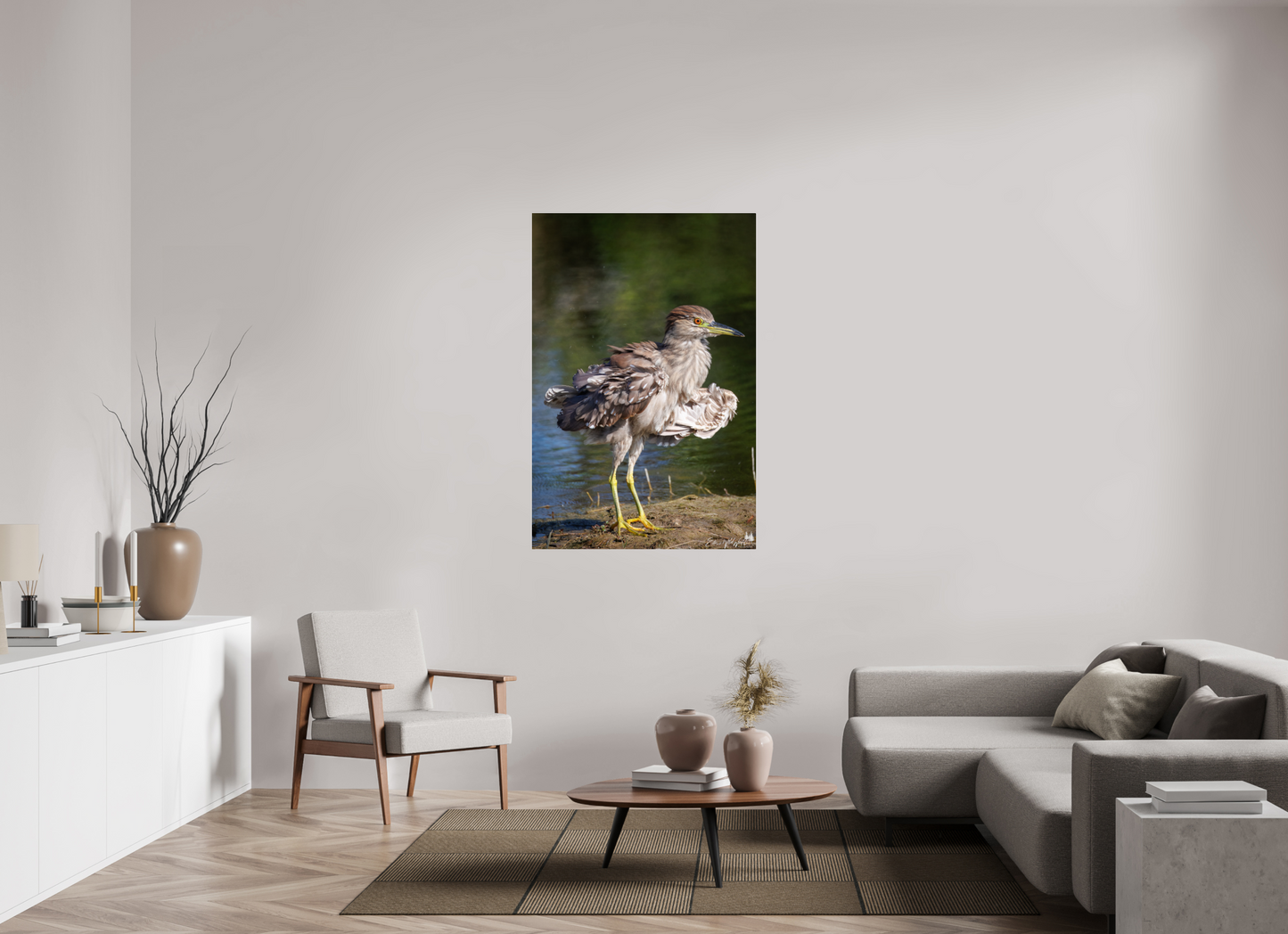 Juvenile night heron