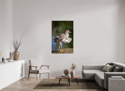 Juvenile night heron