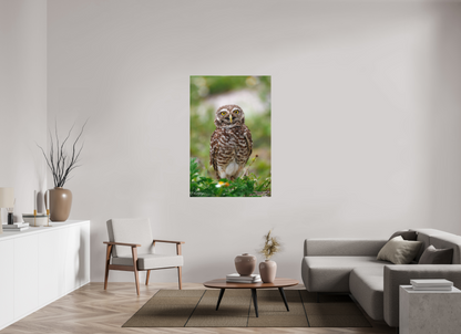 36 x 54″, Canvas "Wide-Eyed Wonder" - Burrowing Owl