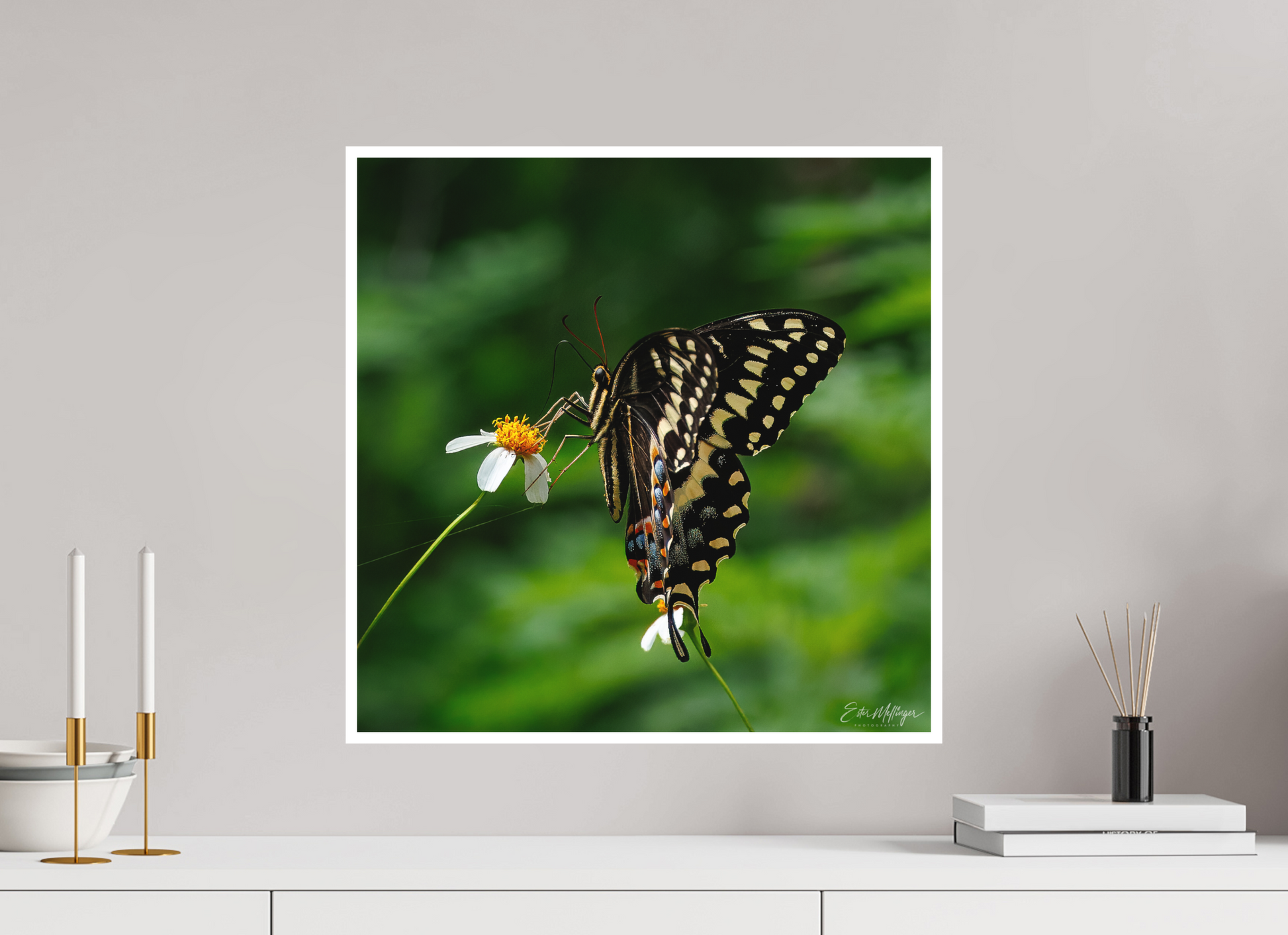 20 x 20″, Fine art print "Wildflower Landing" - Black Swallowtail