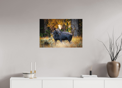 30 x 20″, Canvas "Guardian of the Gros Ventre" - Bull moose