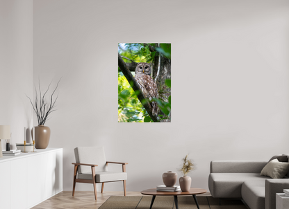 30 x 45″, Metal "..." - Barred Owl