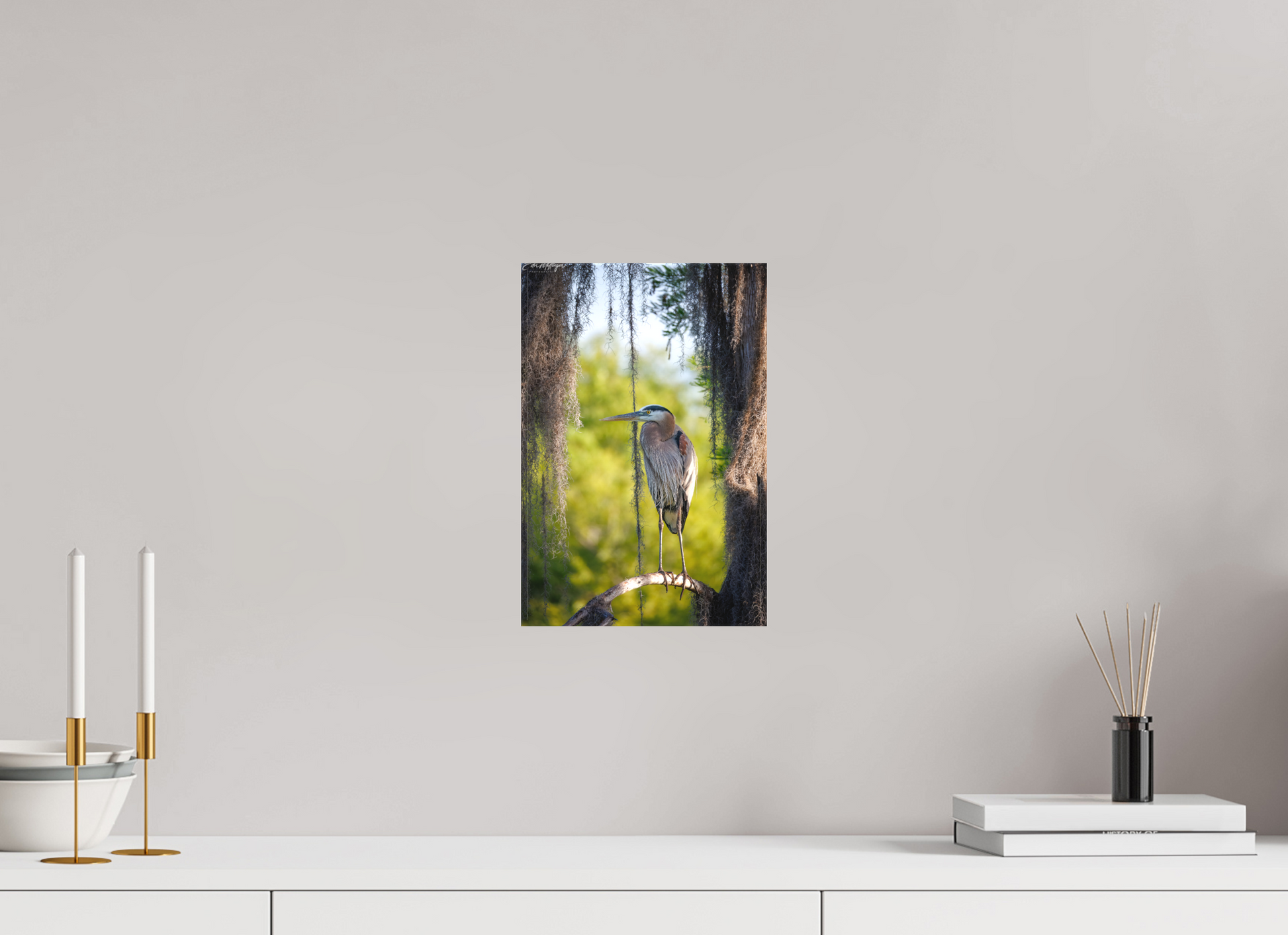 8 x 12″, Canvas "Framed by the Moss" - Great Blue Heron