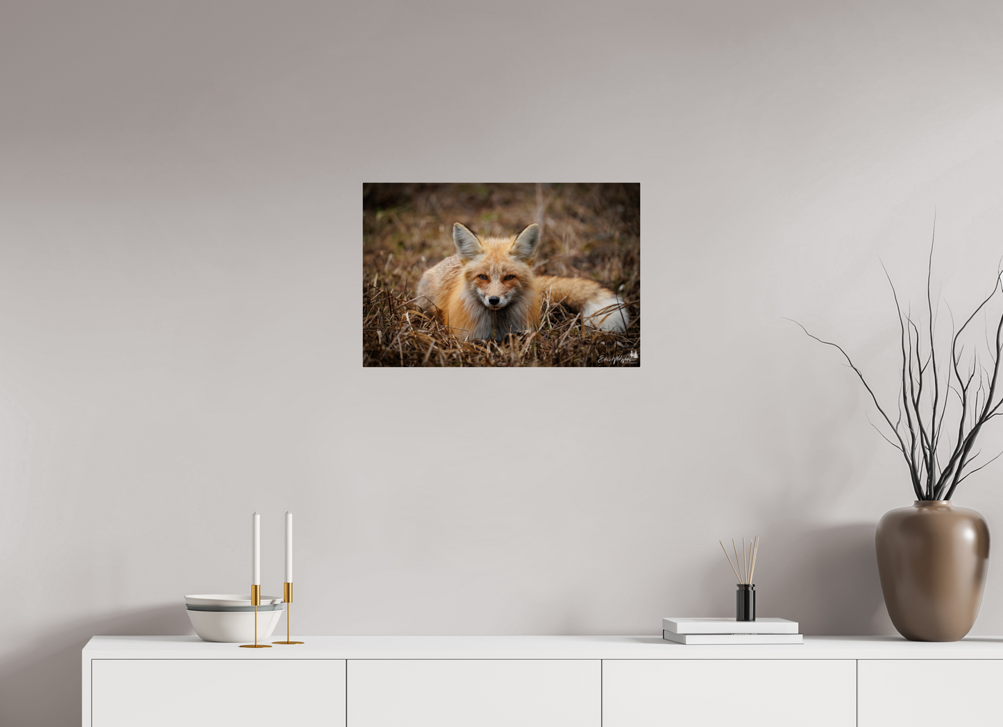 Bedded down fox