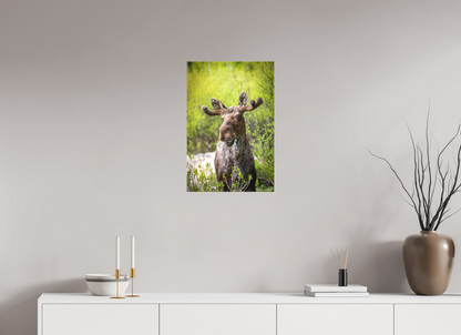 16 x 24″, Canvas "Willow Smile" - Moose