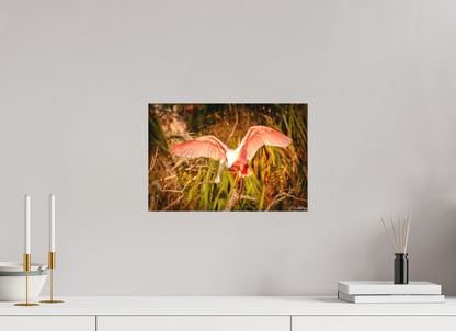 15 x 10″, Canvas "Golden Builder" - Roseate Spoonbill
