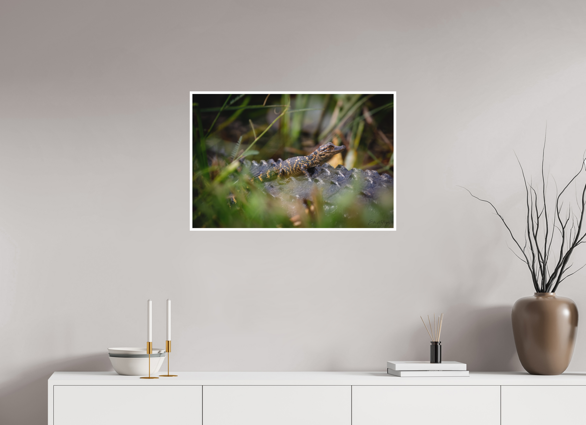 30 x 20″, Fine art print "Backseat Explorer" - Baby Alligator