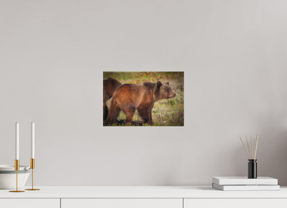 12 x 8″, Canvas "Sage Wander" - Grizzly bear