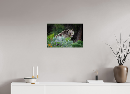 24 x 16″, Acrylic "Gentle Yawn" - Grizzly Bear