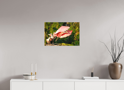 24 x 16″, Canvas "After the Feeding" - Roseate Spoonbill