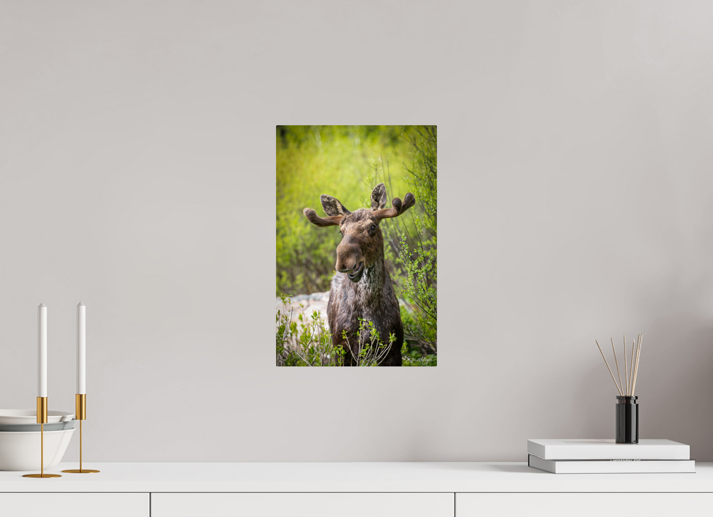 10 x 15″, Metal "Willow Smile" - Moose