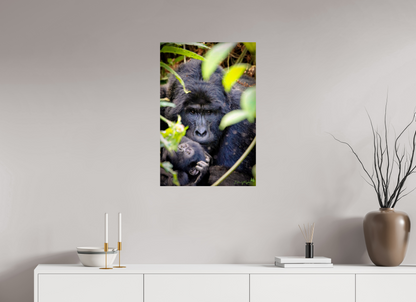 Silverback with his baby