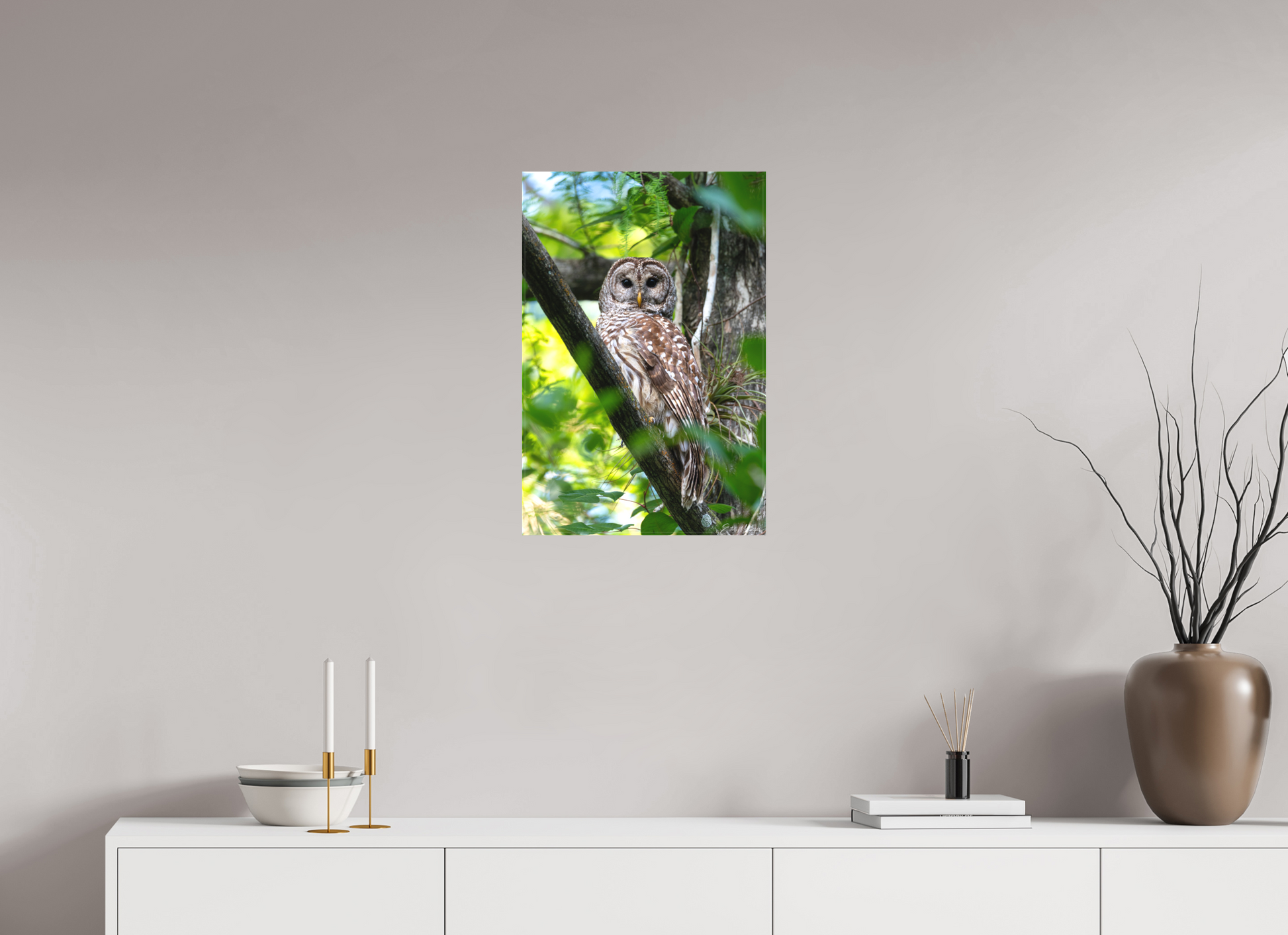 16 x 24″, Canvas "..." - Barred Owl