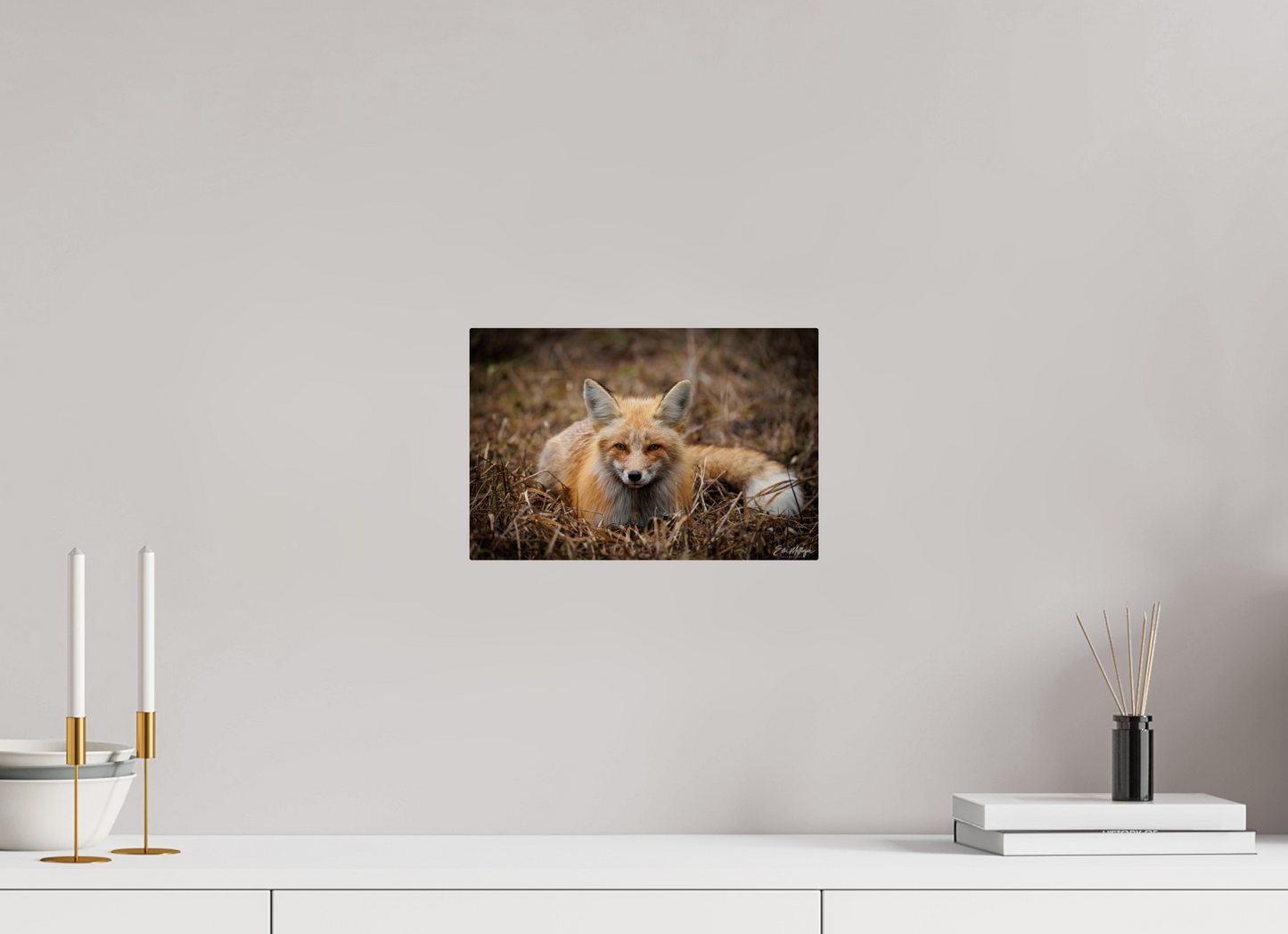 12 x 8″, Metal "Resting Ember" - Red Fox