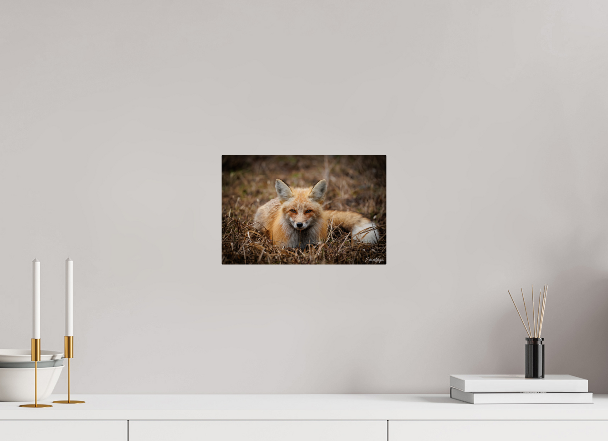 12 x 8″, Metal "Resting Ember" - Red Fox