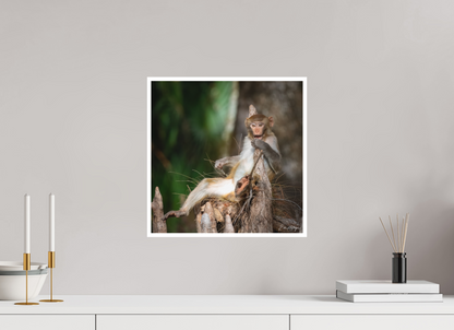 15 x 15″, Fine art print "Silver Song" - Rhesus Macaque