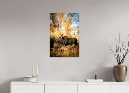 20 x 30″, Metal "Monarch of Gros Ventre - Stillness" - Bull Moose