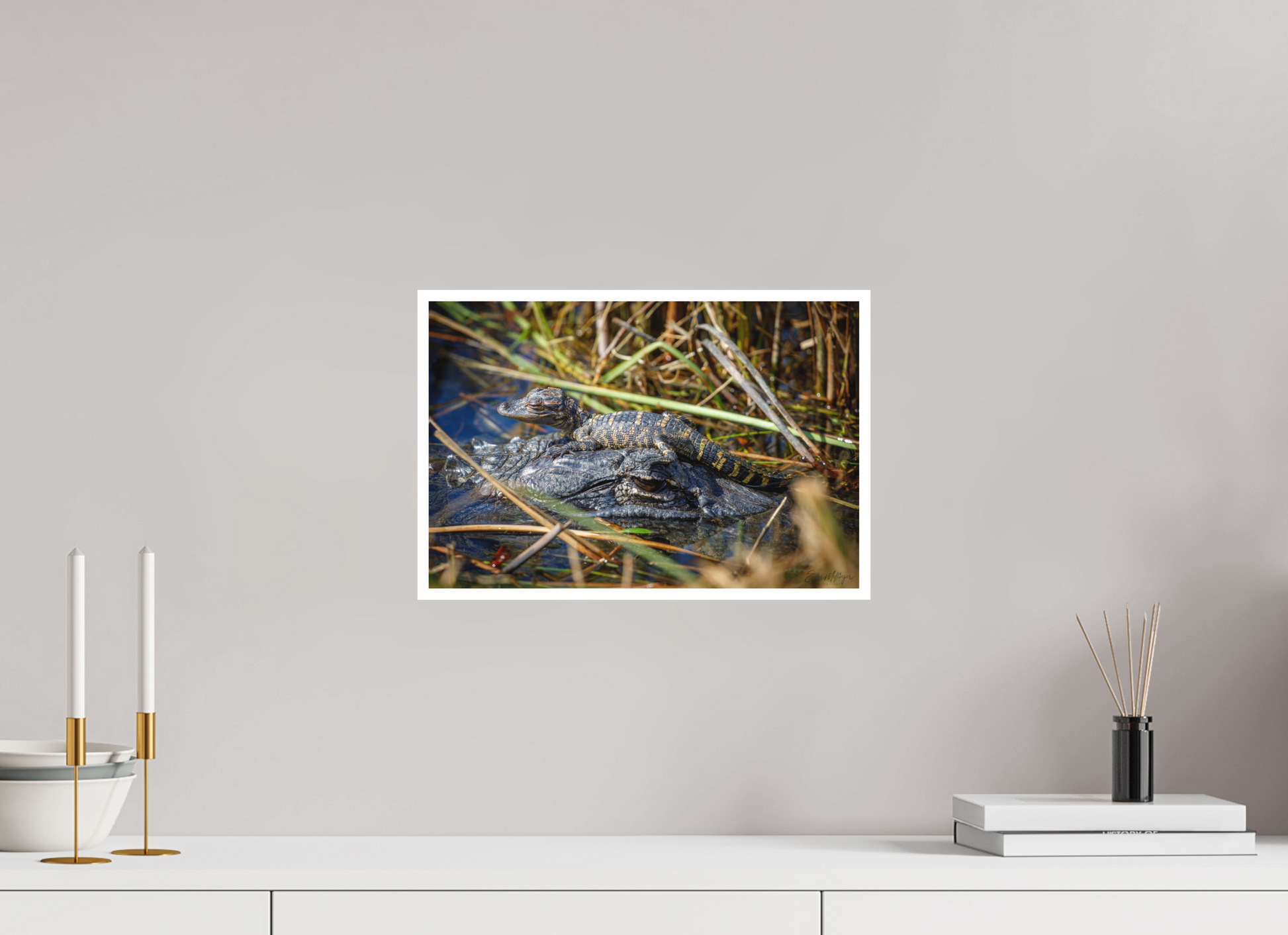 15 x 10″, Fine art print "Perched Above" - Baby Alligator