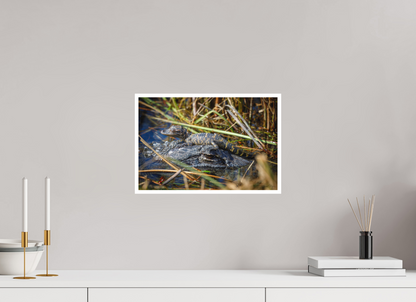 15 x 10″, Fine art print "Perched Above" - Baby Alligator