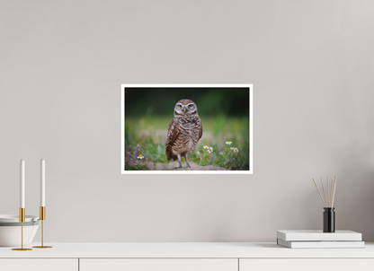 Burrowing owl stare down