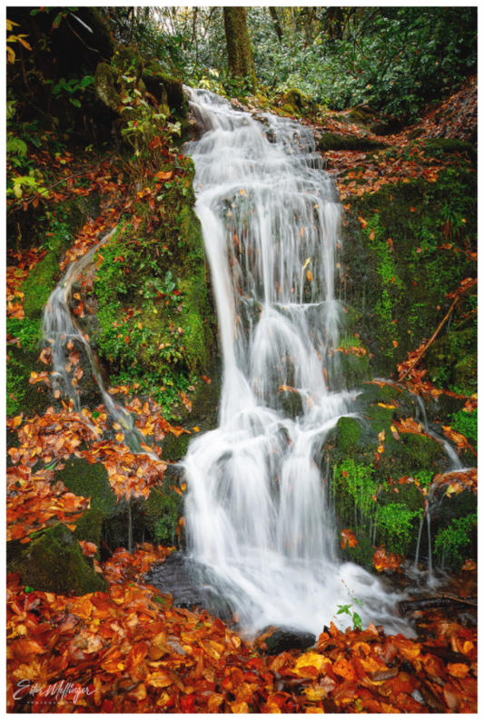 Main image "Where the Forest Flows"