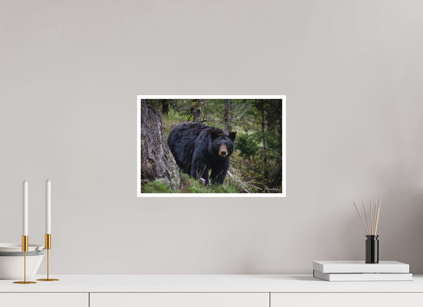 15 x 10″, Fine art print "Silent Gaze" - Black Bear