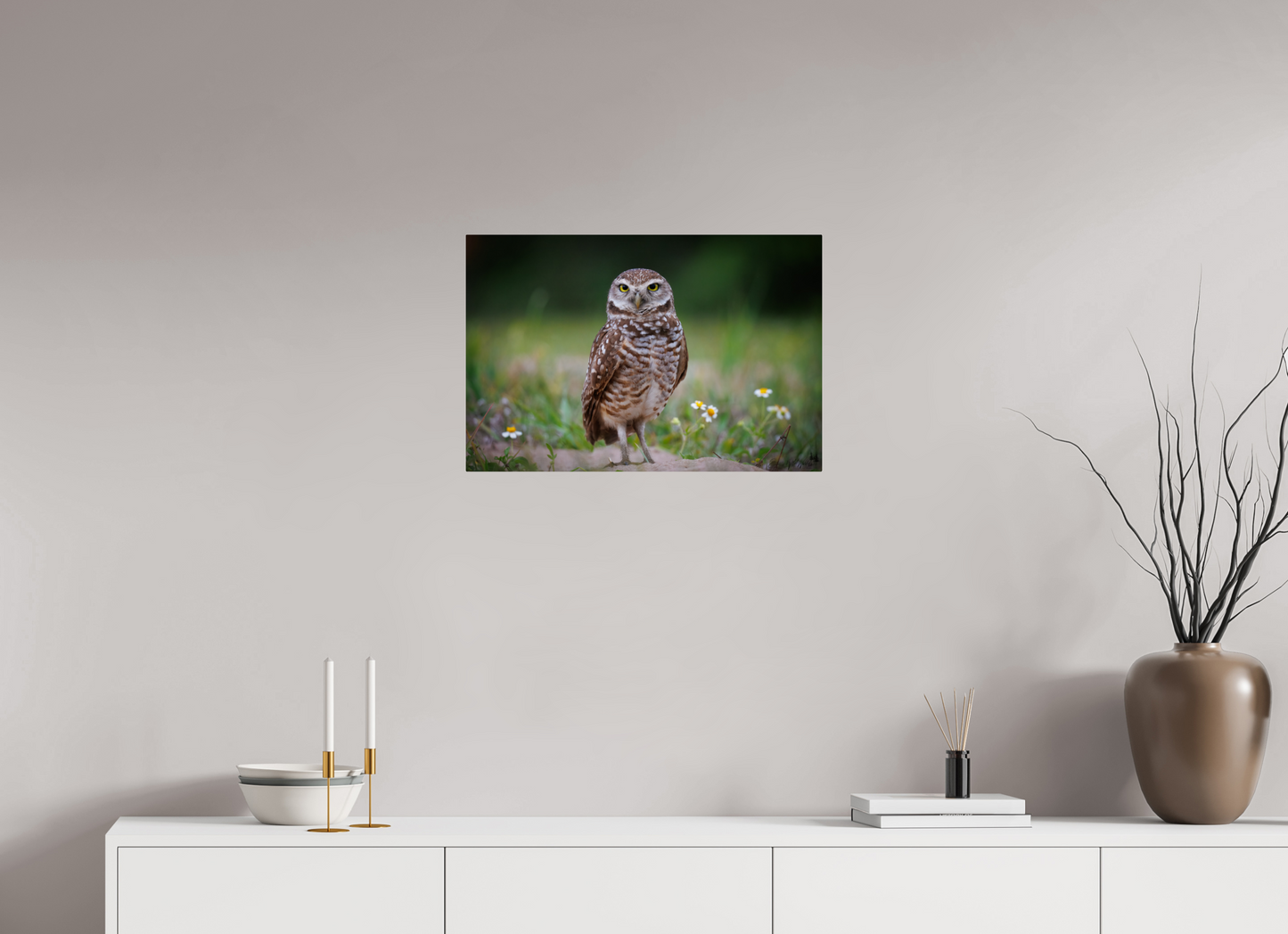 Burrowing owl stare down