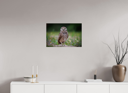 Burrowing owl stare down