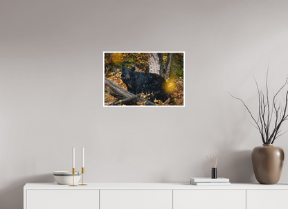 24 x 16″, Fine art print "Between Seasons" - Black Bear