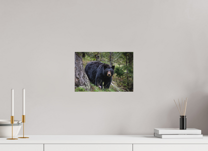 Black bear stare