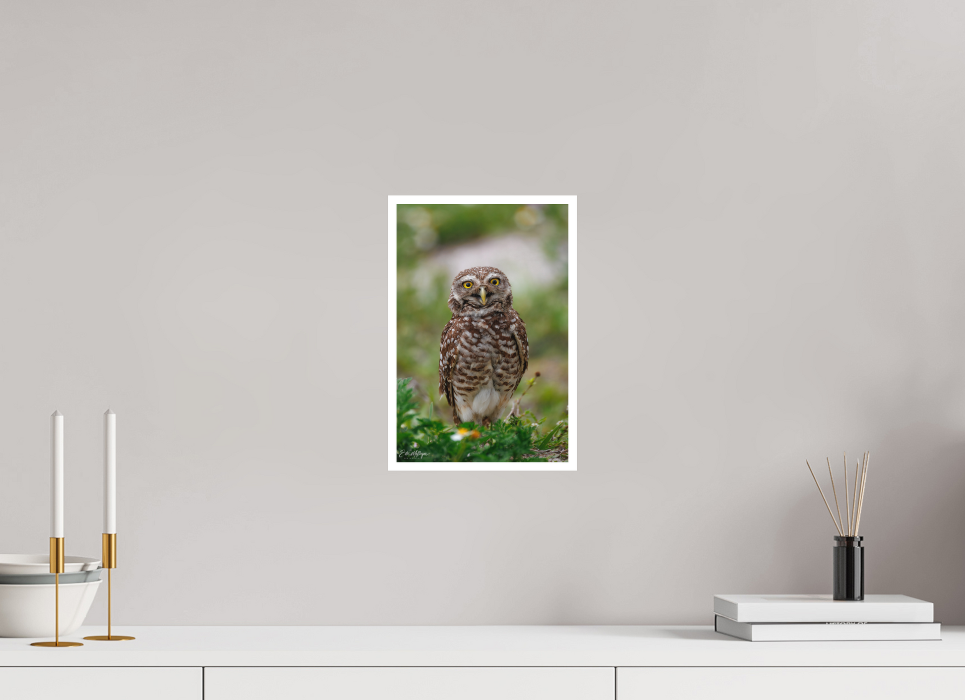 8 x 12″, Fine art print "Wide-Eyed Wonder" - Burrowing Owl