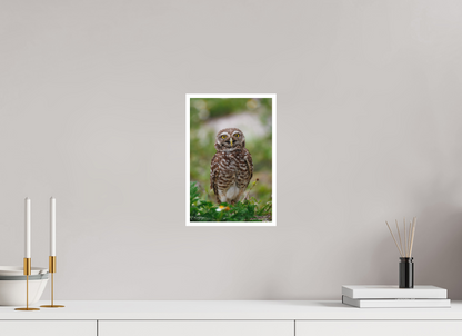 8 x 12″, Fine art print "Wide-Eyed Wonder" - Burrowing Owl