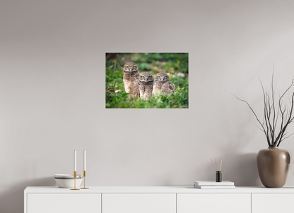 24 x 16″, Canvas Three Little Burrowing Owls - Burrowing Owls