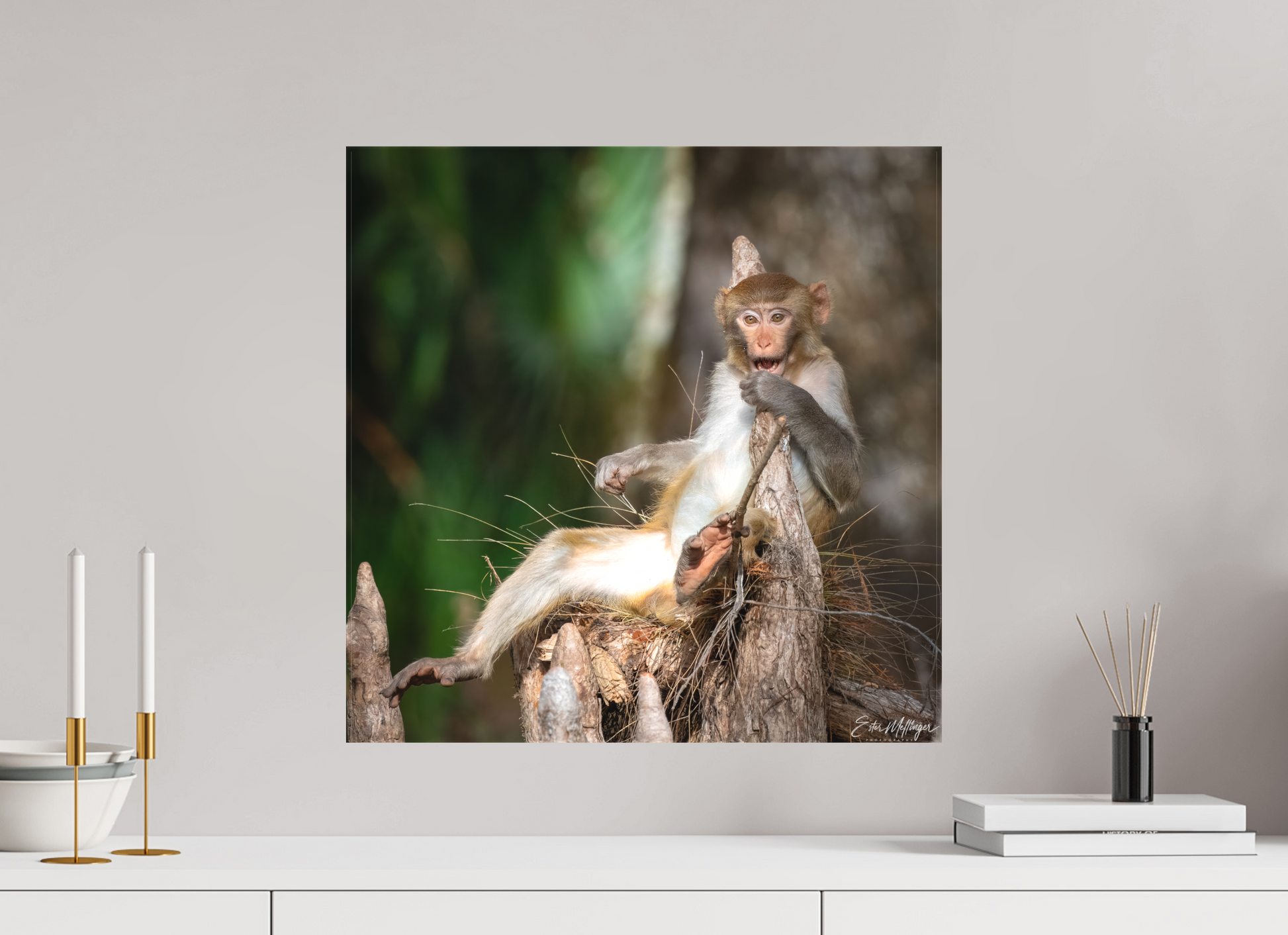 20 x 20″, Canvas "Silver Song" - Rhesus Macaque
