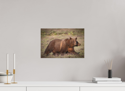 15 x 10″, Canvas "Grizzly 399 on the Move"