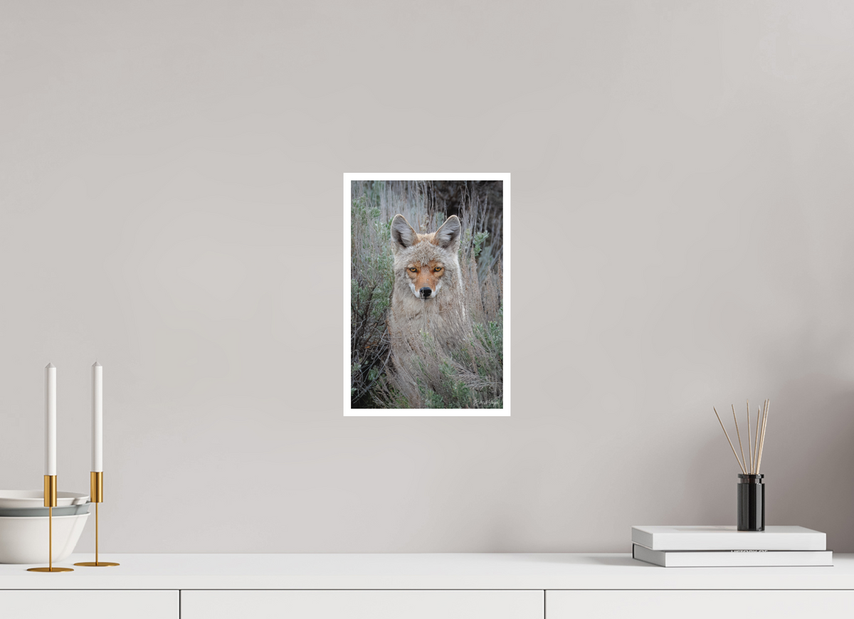 8 x 12″, Fine art print "Golden Gaze" - Coyote