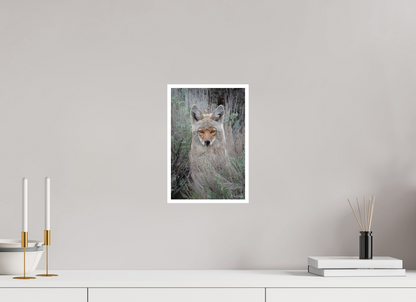 8 x 12″, Fine art print "Golden Gaze" - Coyote