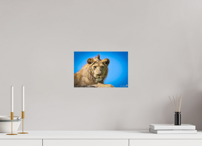 Lion stare