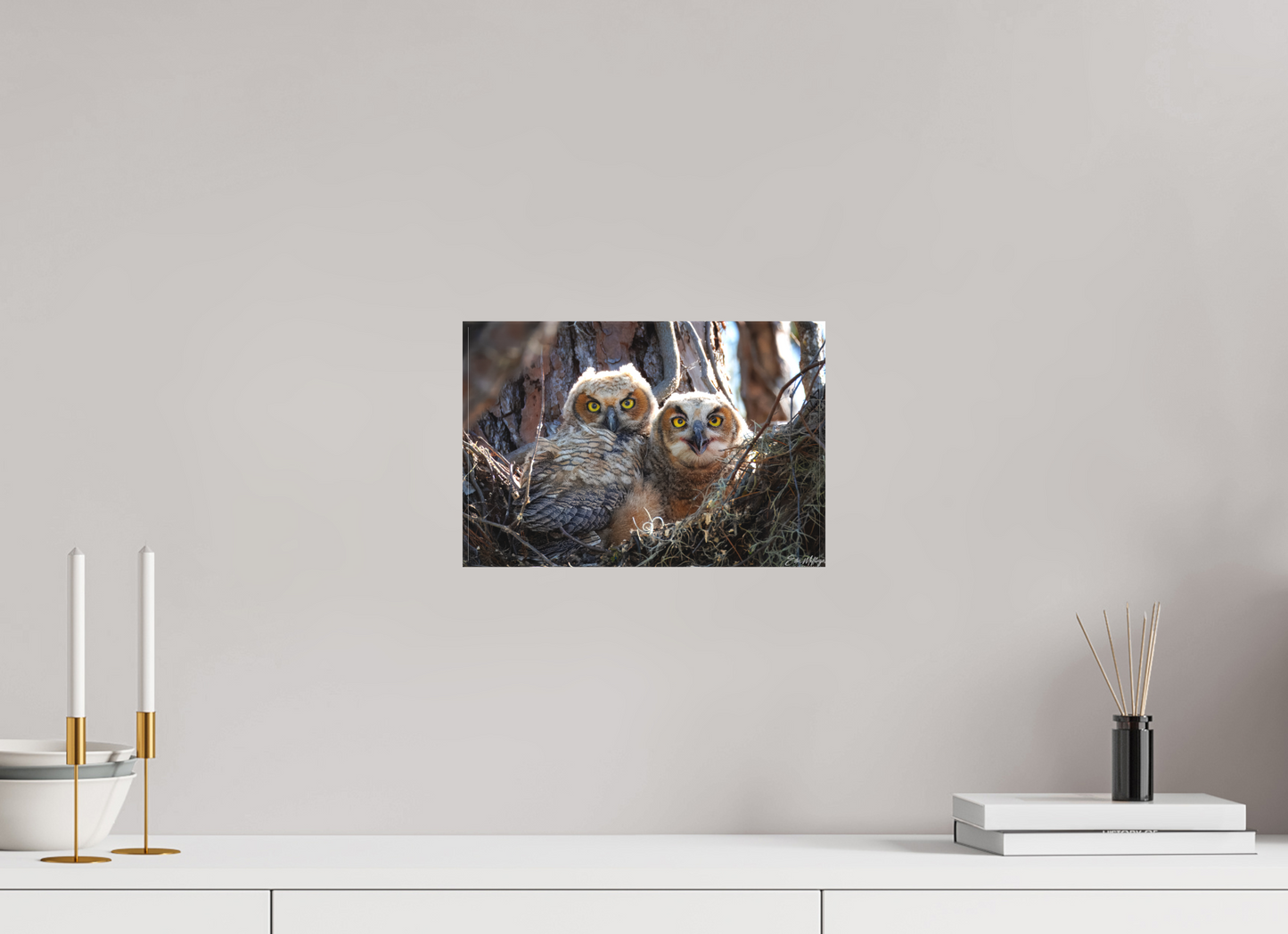 12 x 8″, Canvas "Hidden in the Pines" - Great Horned Owlets