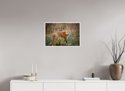 24 x 16″, Fine art print "Ember in the Grass" - Red Fox