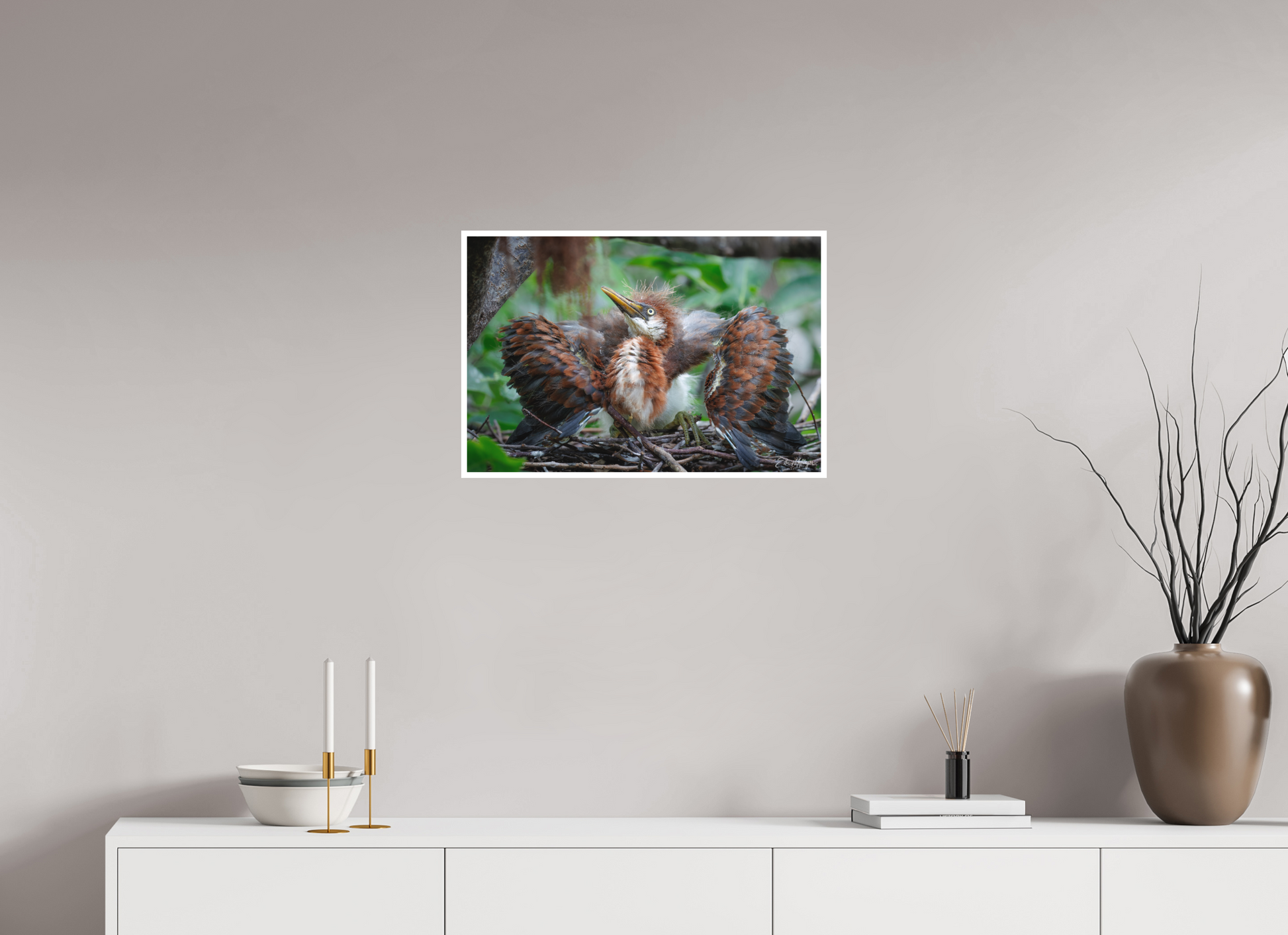 24 x 16″, Fine art print "Finding My Wings" - Tricolored Heron