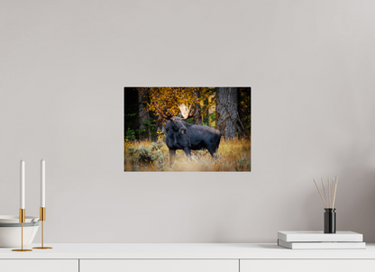 15 x 10″, Metal "Guardian of the Gros Ventre" - Bull moose