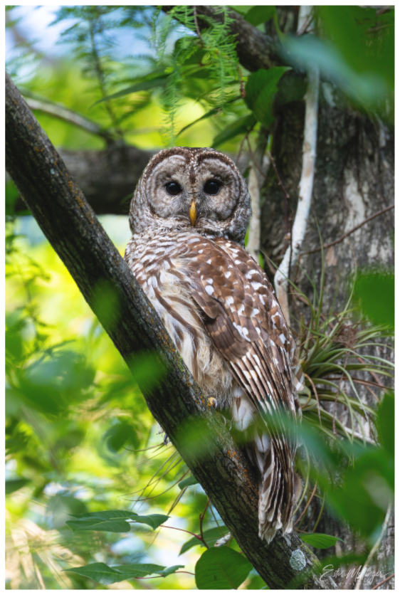 Main image "..." - Barred Owl