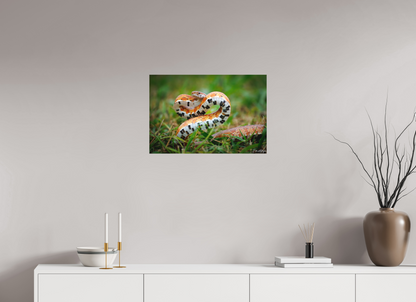24 x 16″, Canvas "Wild Pattern" - Florida Corn Snake