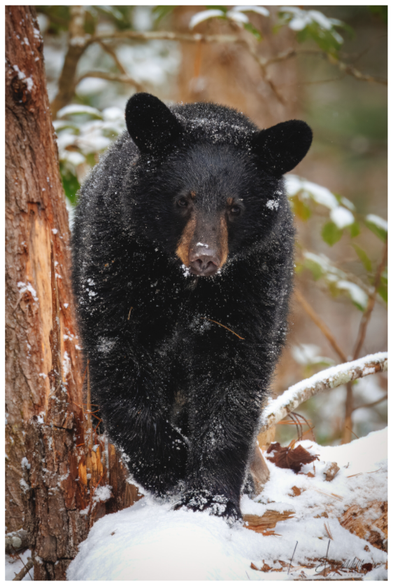 Main image "Steps Through Snow" - Black Bear