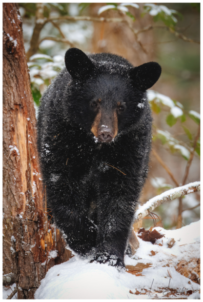 Main image "Steps Through Snow" - Black Bear