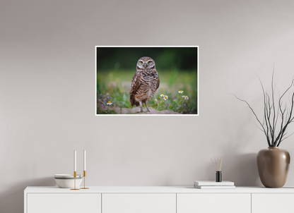 Burrowing owl stare down