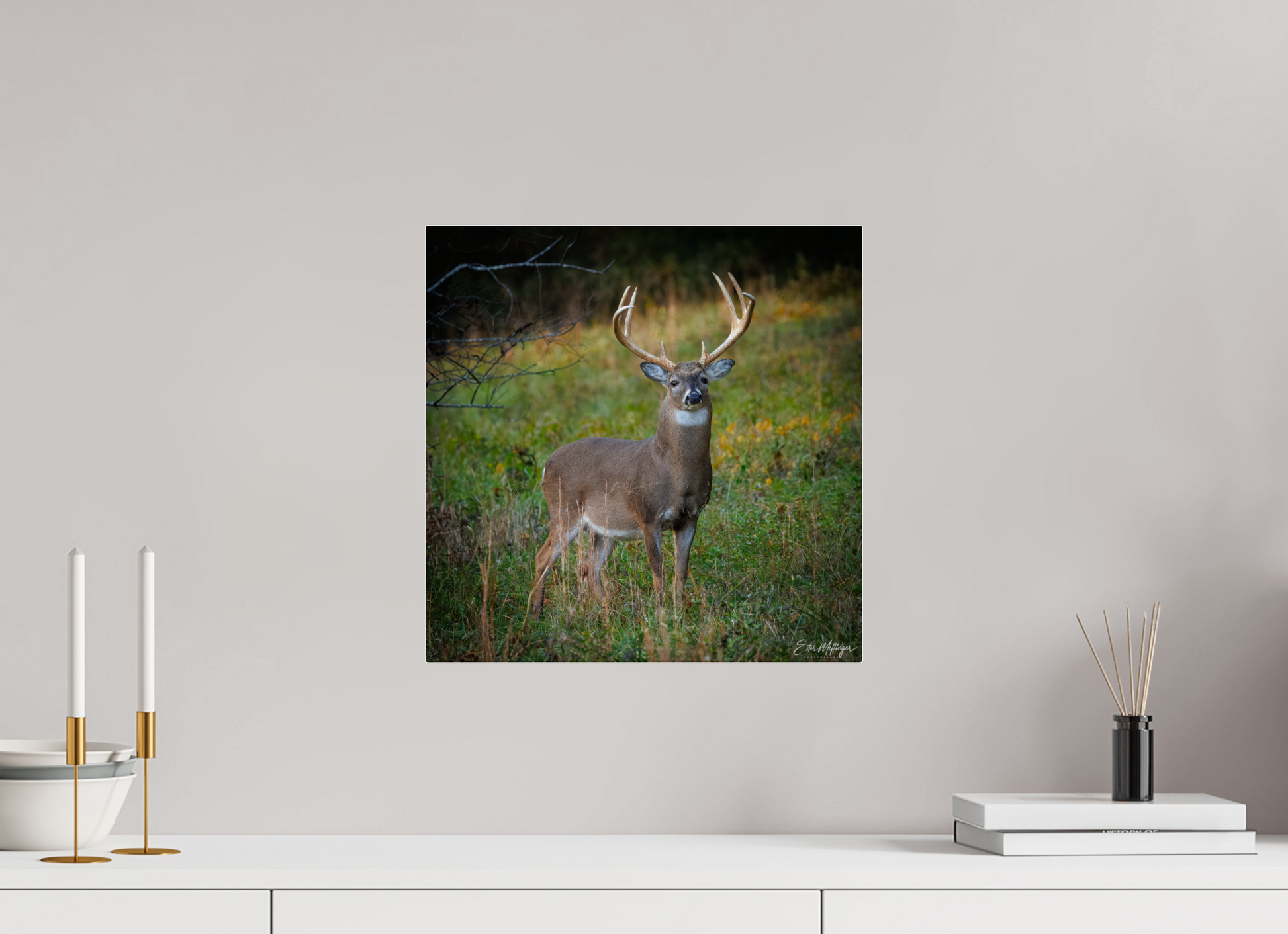 15 x 15″, Acrylic "Majesty of the cove" - White-tailed Buck