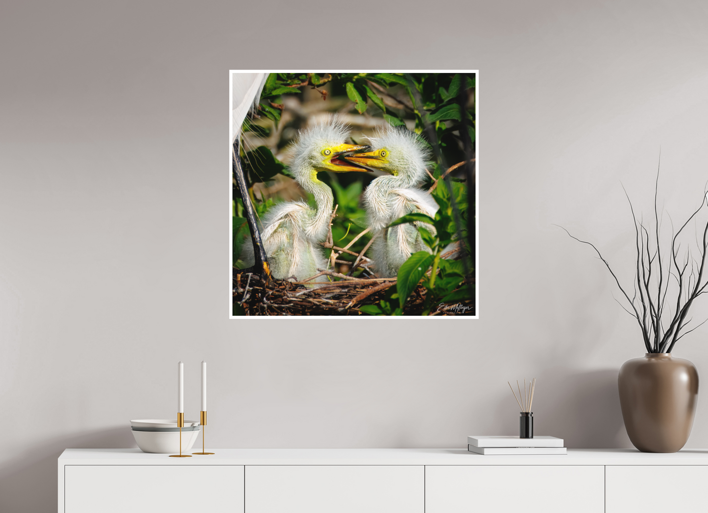 30 x 30″, Fine art print "Fluffy Dinosaurs" - Baby Great Egrets